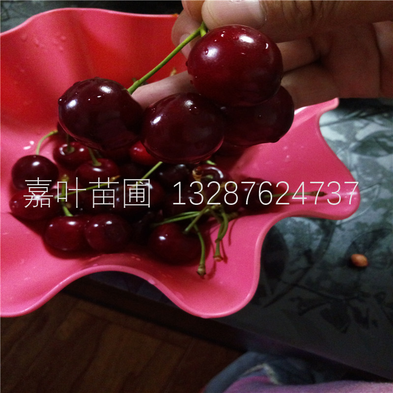 吉塞拉櫻桃小苗成活率