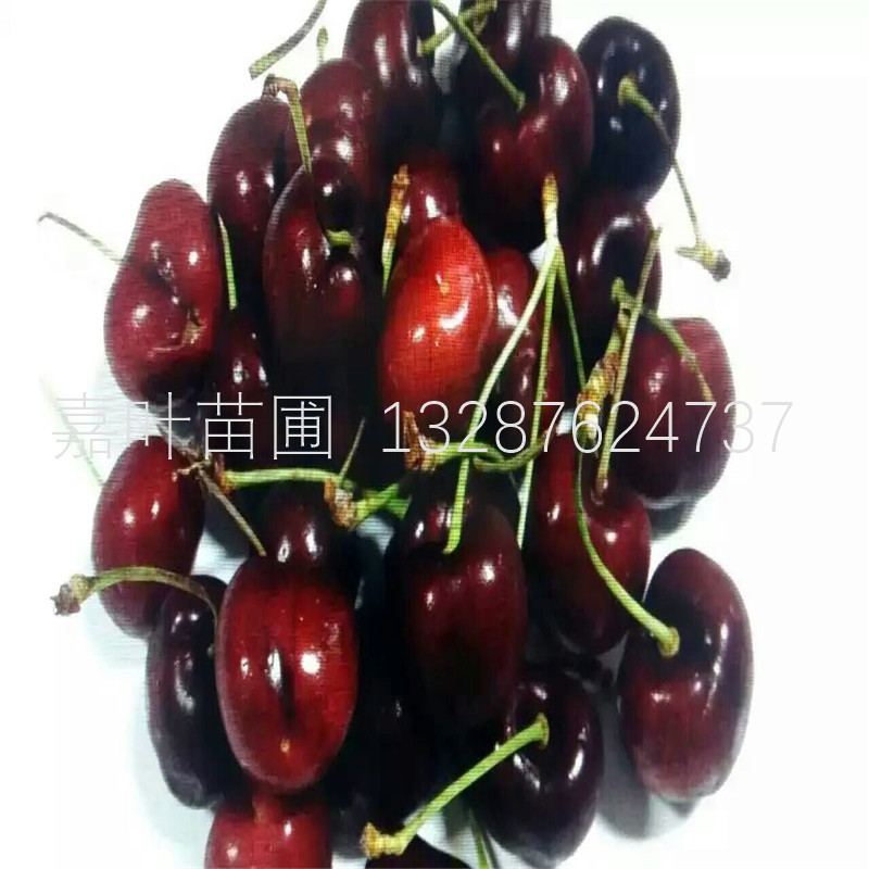 吉塞拉櫻桃小苗成活率