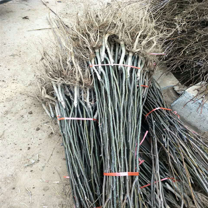 2公分早酥紅梨樹苗繁育基地