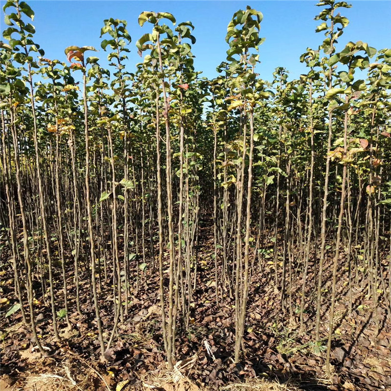 2年早酥红梨梨树苗几月份种植