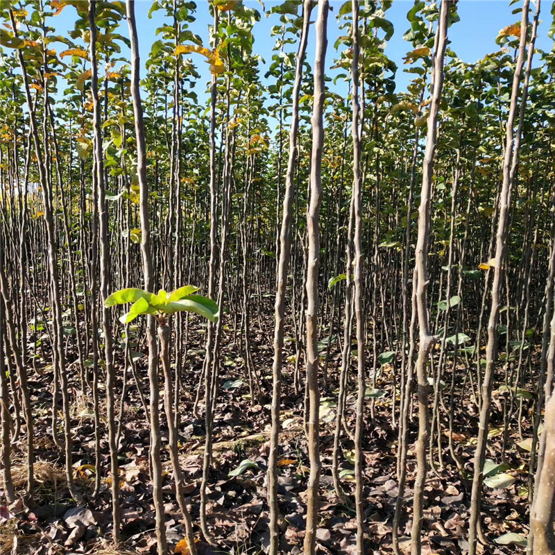 2年早酥紅梨梨樹苗幾月份施肥