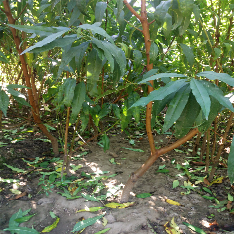 露天萊克西藍(lán)莓苗種植方法