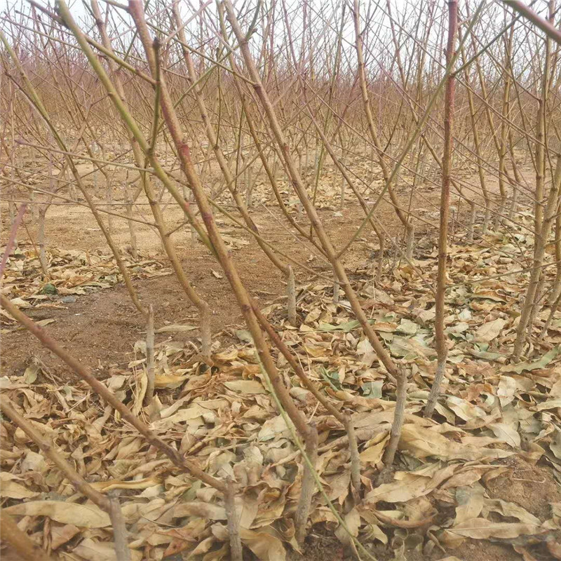 脫毒藍(lán)莓苗幾月份種植