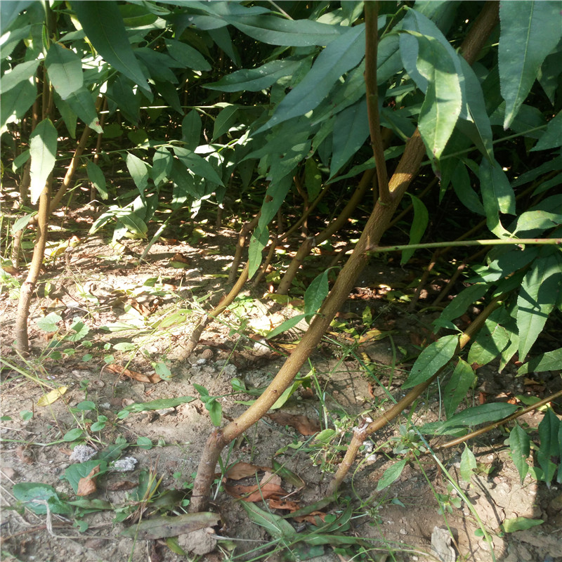 脫毒藍(lán)莓苗幾月份種植