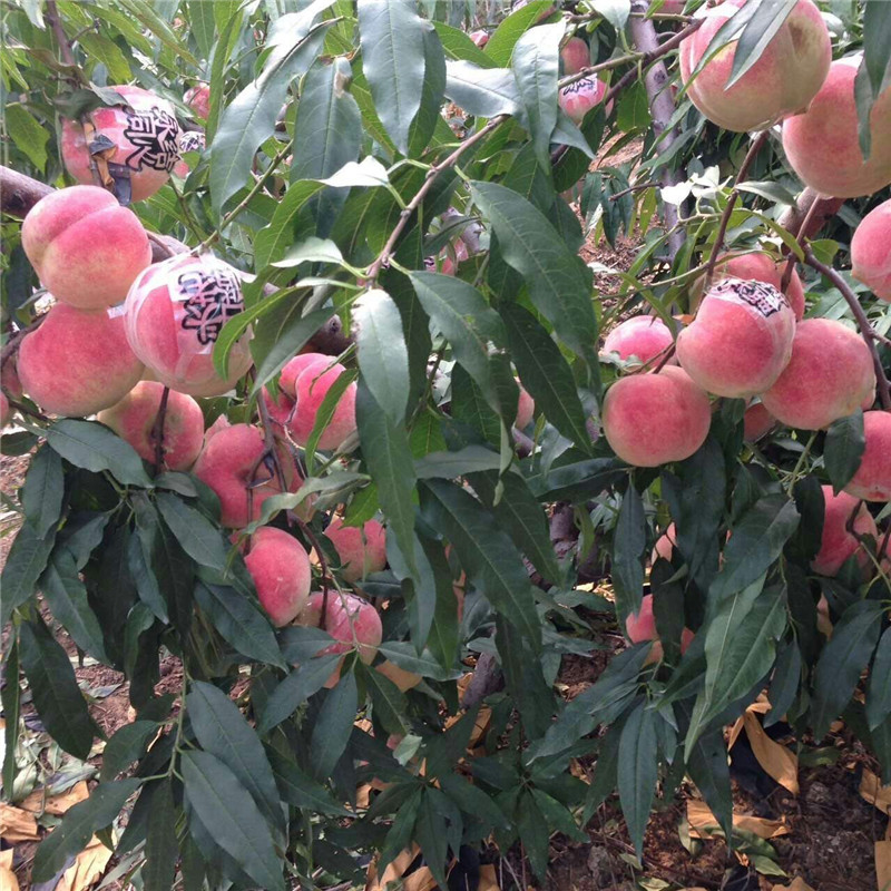 山東藍莓苗批發(fā)價格