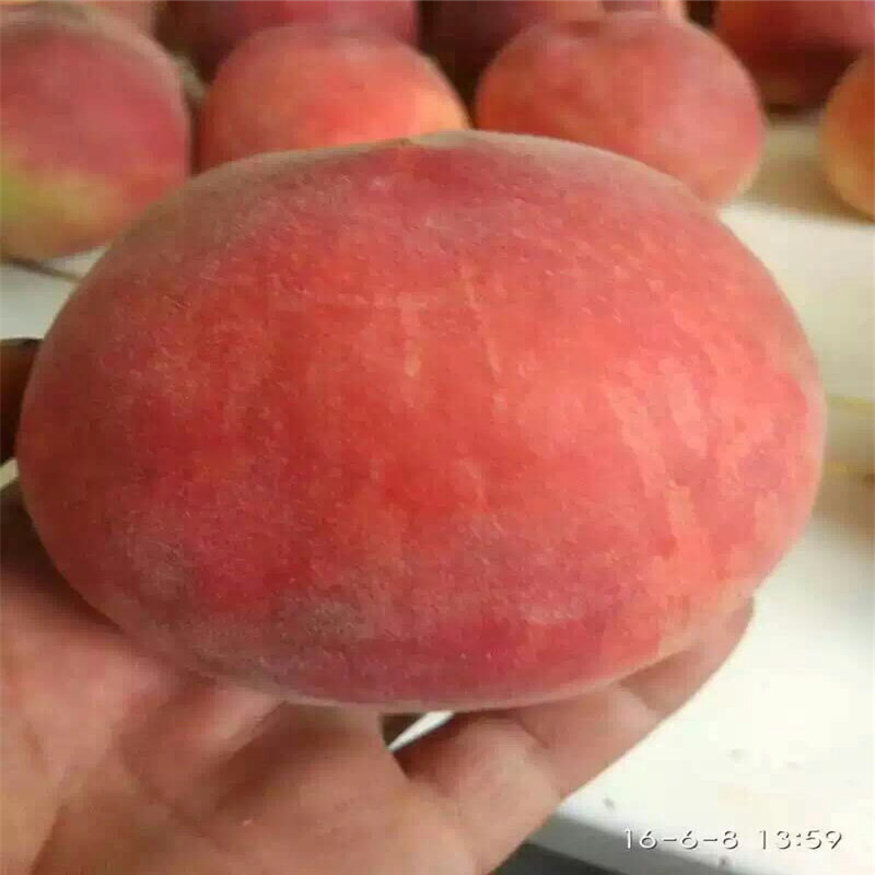 藍(lán)莓苗品種苗圃