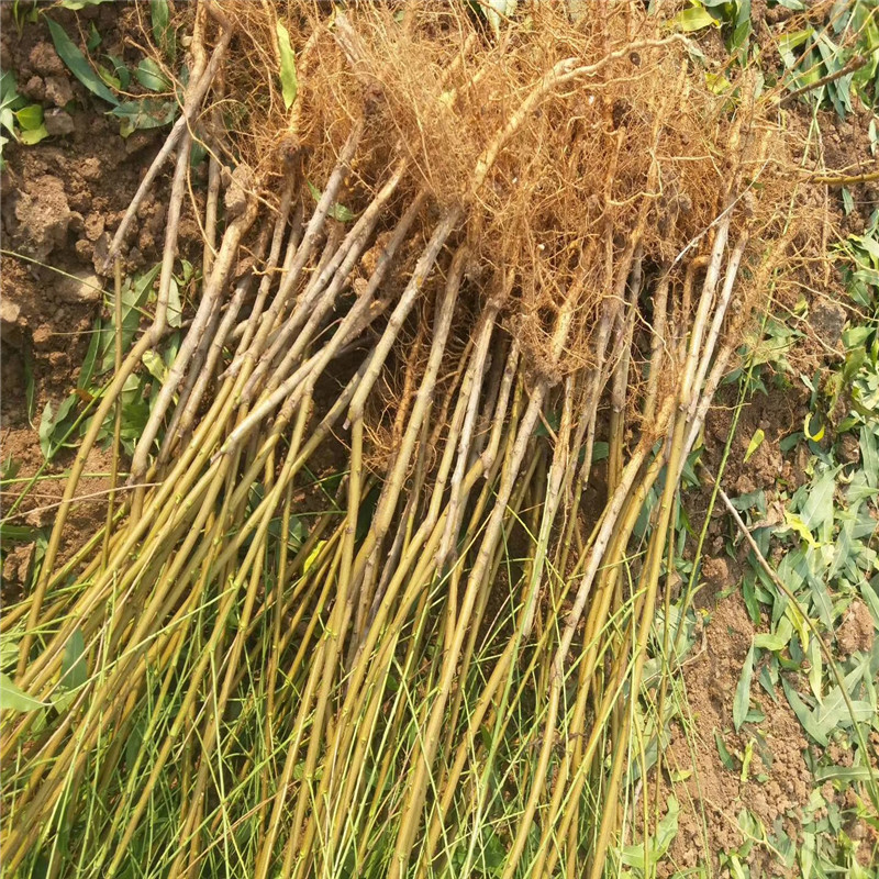 露天萊克西藍(lán)莓苗種植方法