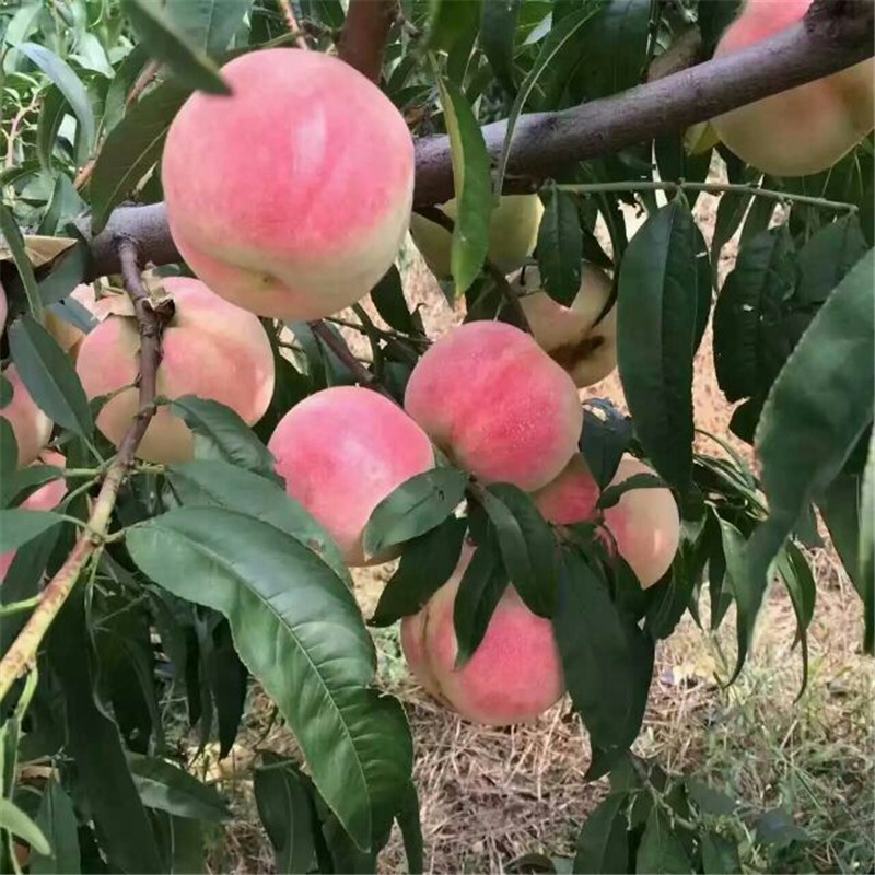 脫毒藍(lán)莓苗幾月份種植