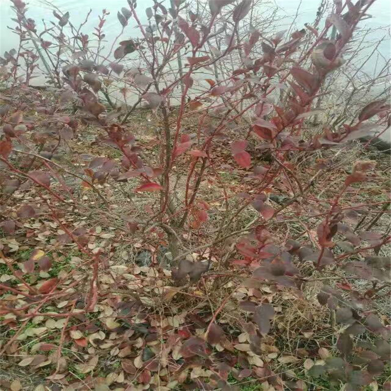 露天萊克西藍(lán)莓苗幾月份施肥