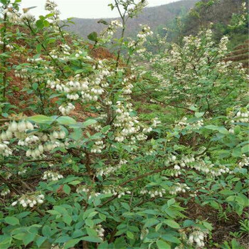 脫毒藍莓苗基地
