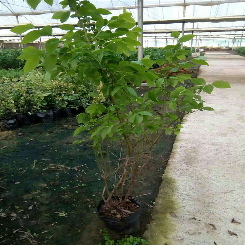 泰安藍(lán)莓苗種植方法