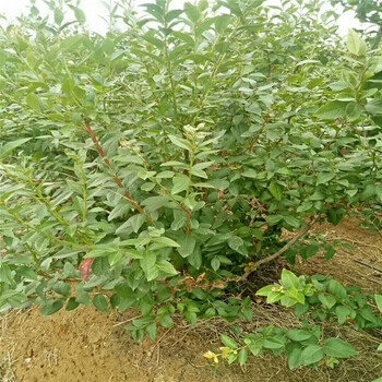 穴盤藍莓苗大棚種植技術