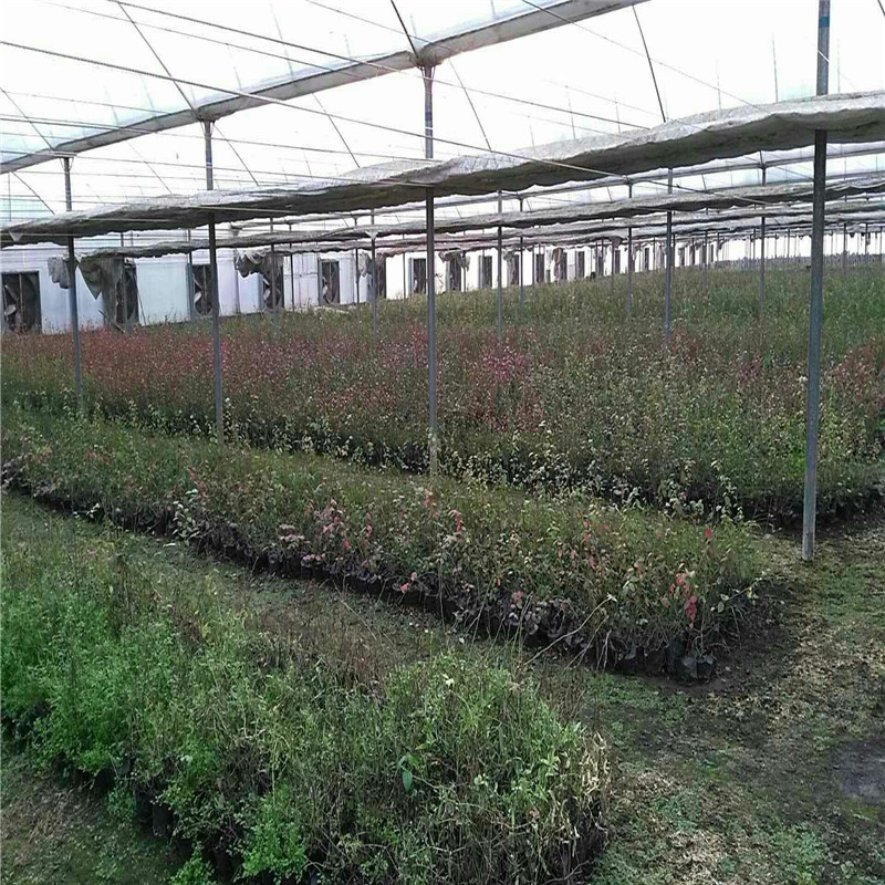 露天萊克西藍(lán)莓苗種植方法