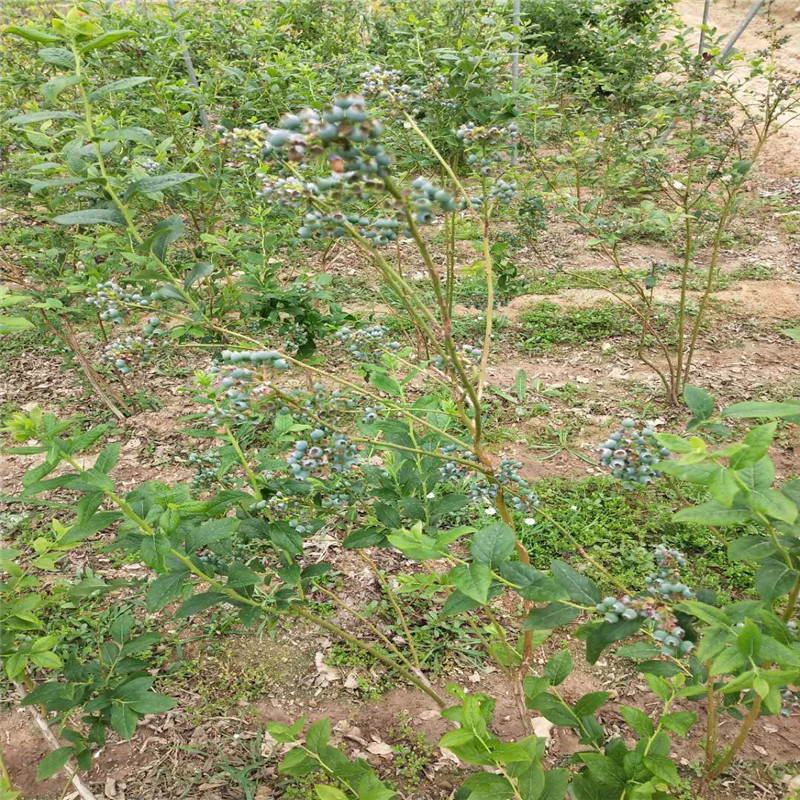 穴盘蓝莓苗大棚种植技术