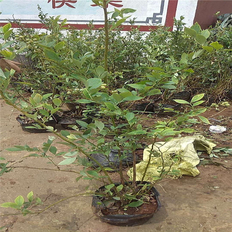 山東藍莓苗種植方法