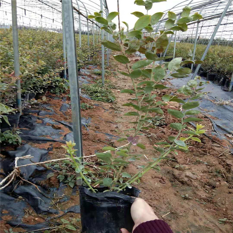 露天莱克西蓝莓苗露天种植技术