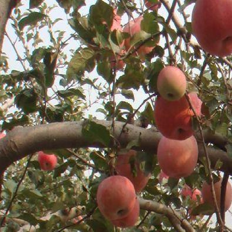 大量批發(fā)大棚維納斯蘋(píng)果苗多少錢(qián)一株維納斯黃金蘋(píng)果苗