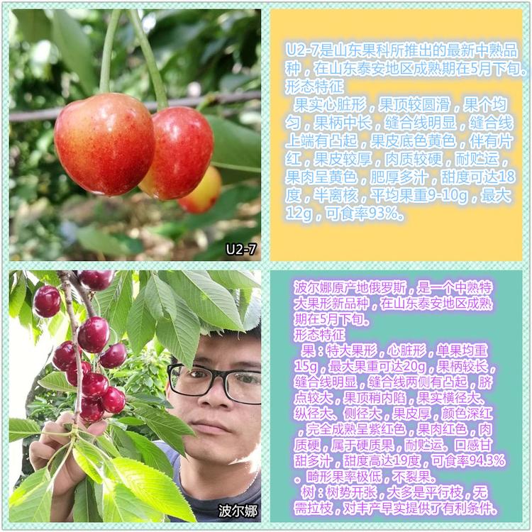 嘉葉種苗大棚櫻桃小苗種植技術(shù)