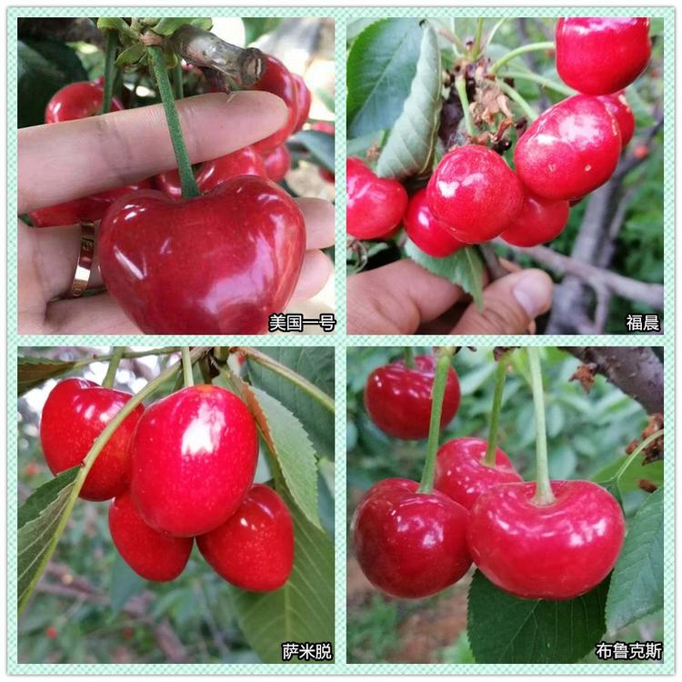 嘉葉種苗大棚齊早苗圃