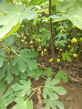 嘉葉大棚日本紫果無花果苗大量批發(fā)