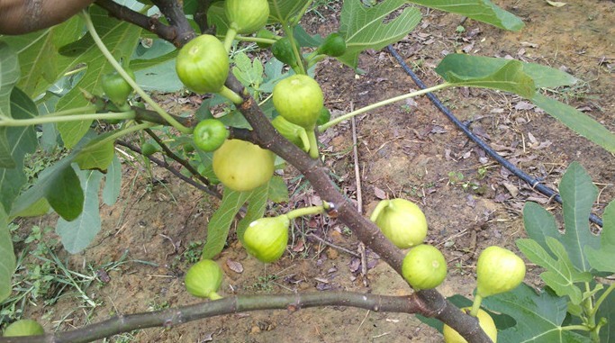 嘉叶1年生金傲芬无花果苗种植技术