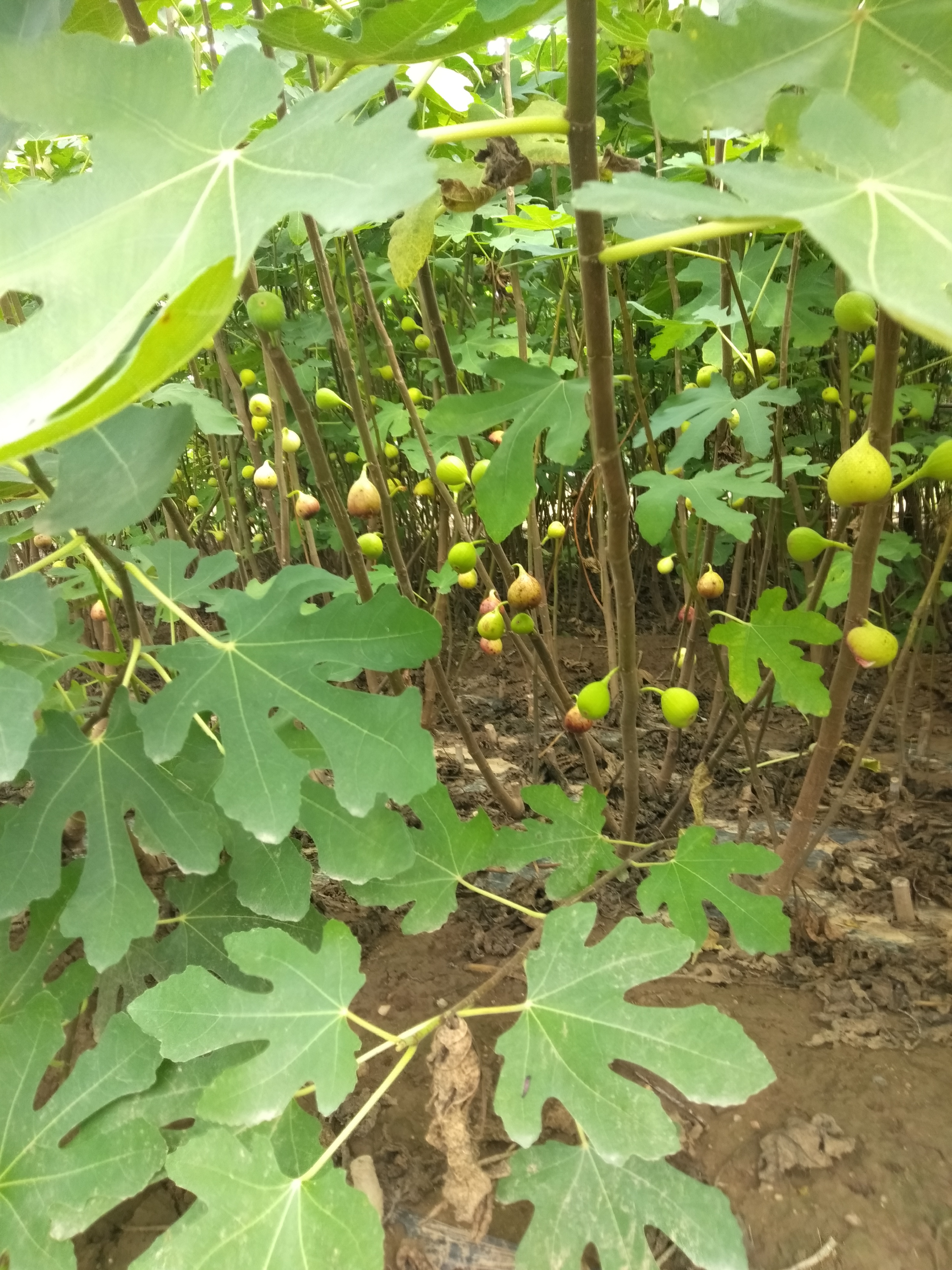 嘉叶1年生大青皮无花果苗苗圃