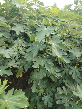 嘉葉1公分日本紫果無(wú)花果苗品種介紹