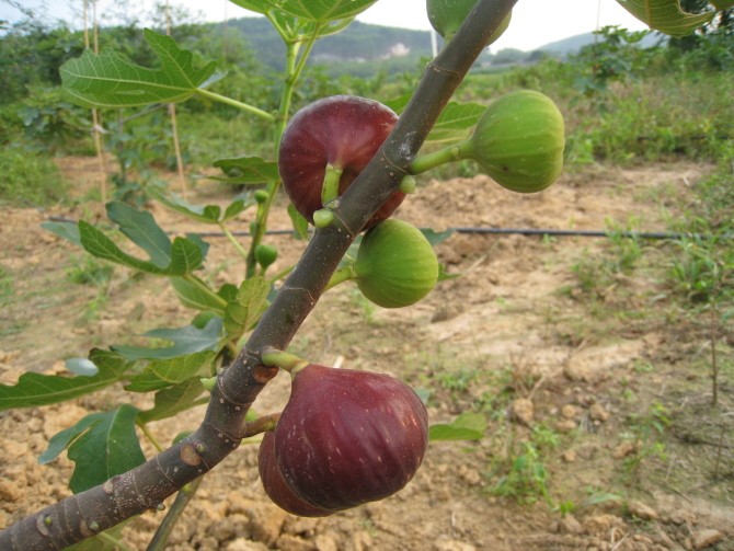 嘉叶露天玛斯义陶芬无花果苗管理技术