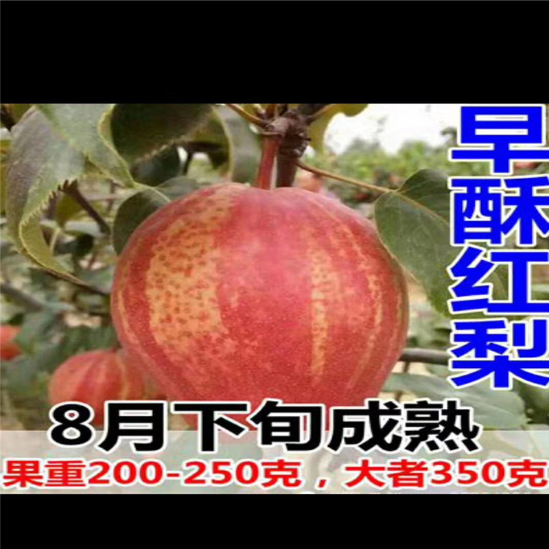 2公分早酥紅梨樹(shù)苗種植方法價(jià)格優(yōu)美