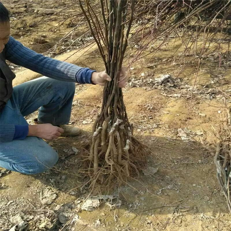 1公分早酥紅梨樹苗成活率價格優美