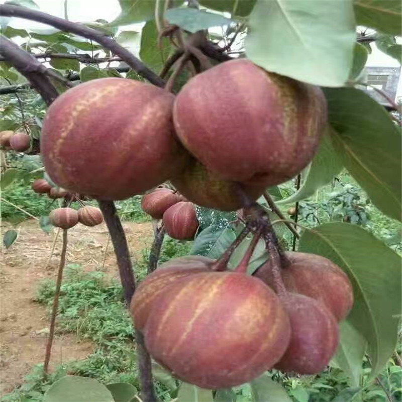 早酥紅梨梨樹(shù)小苗適應(yīng)海拔高度價(jià)格優(yōu)美