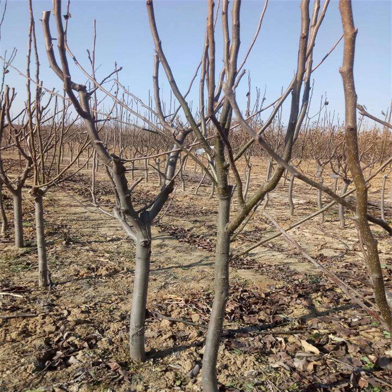 1年早酥红梨梨树苗育苗基地价格优美