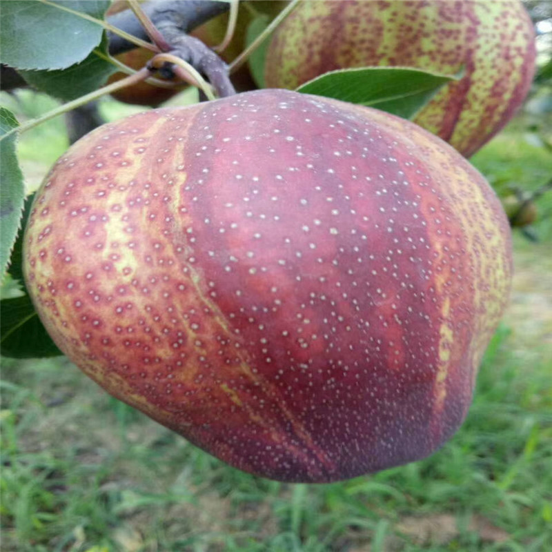 2公分早酥紅梨樹(shù)苗種植方法價(jià)格優(yōu)美