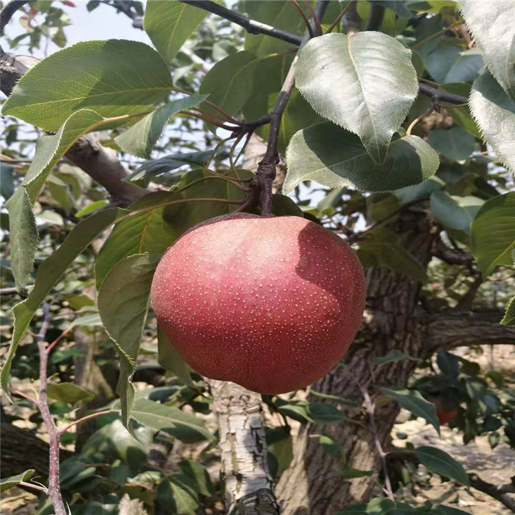 2年全紅梨梨樹苗苗圃