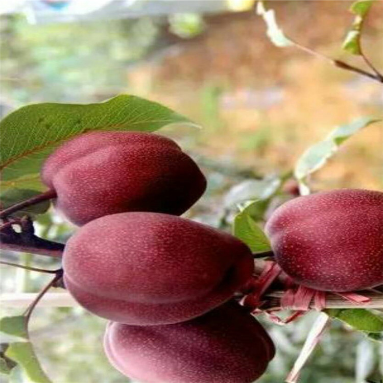 泰安全紅梨梨樹苗基地