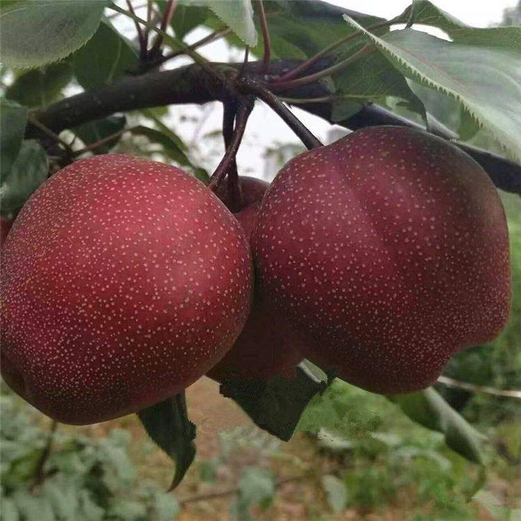 泰安全紅梨梨樹苗基地