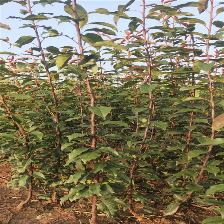 1年全紅梨梨樹苗品種介紹
