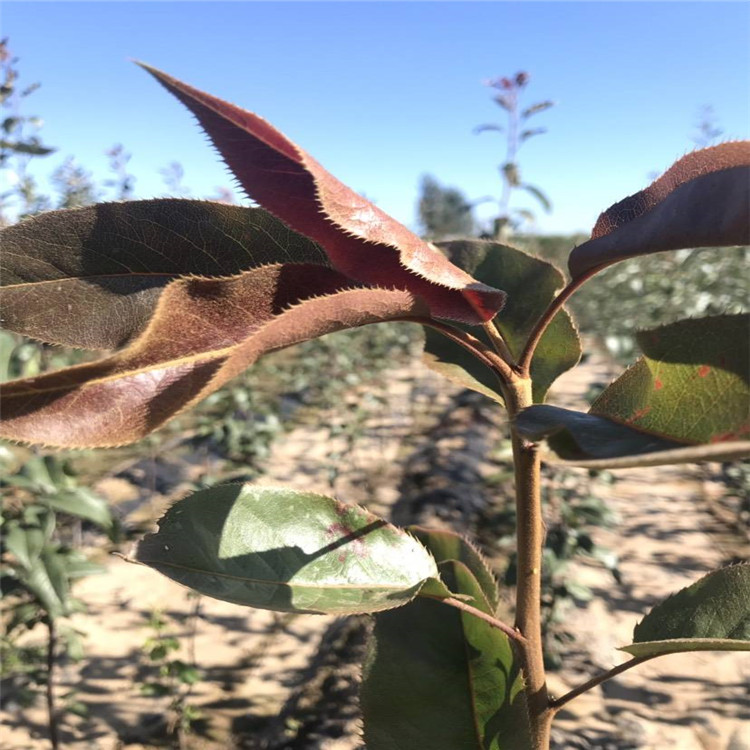 泰安全紅梨梨樹苗基地