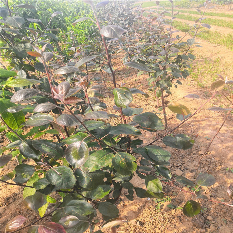 泰安全紅梨梨樹苗基地