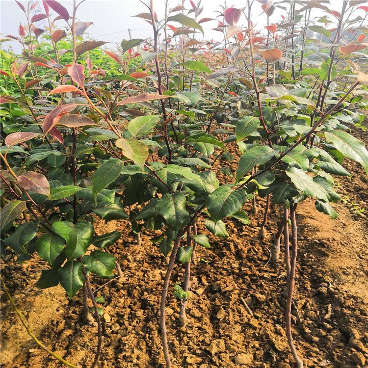 2年全紅梨梨樹苗苗圃