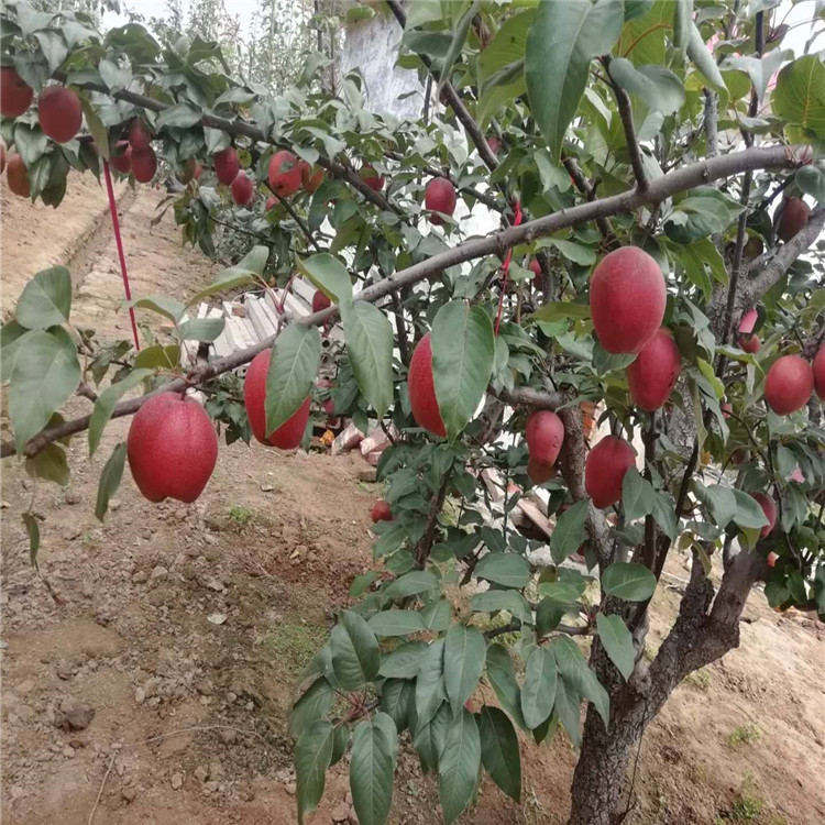 泰安全紅梨梨樹苗基地