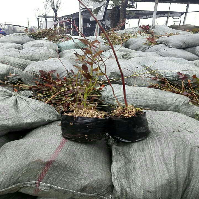 2年奧尼爾藍(lán)莓苗種植技術(shù)苗圃