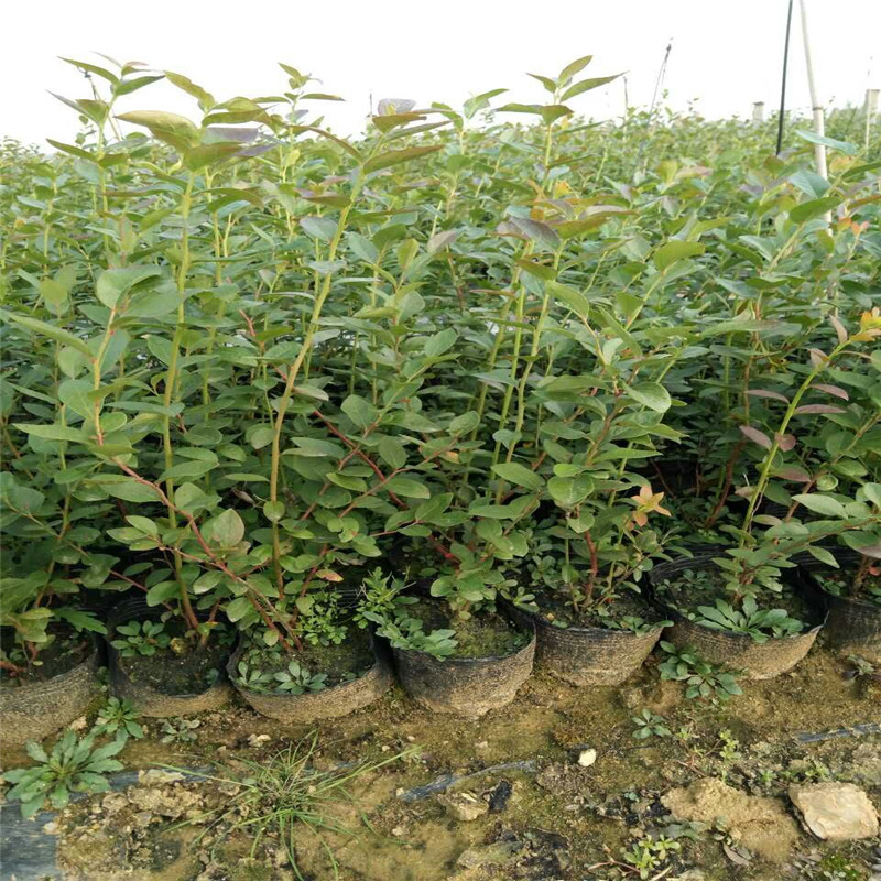2年奧尼爾藍(lán)莓苗種植技術(shù)苗圃