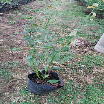 泰安奧尼爾藍莓苗種植行距、株距苗圃