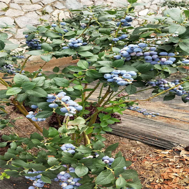 露天奧尼爾藍(lán)莓苗適合海拔高度苗圃
