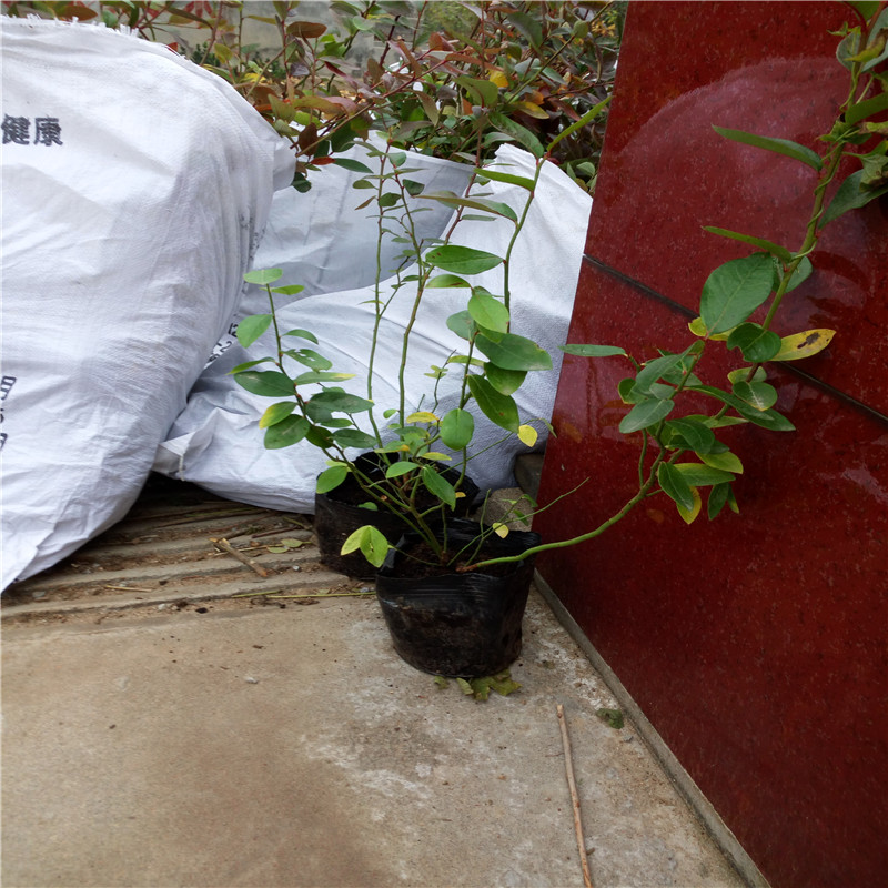 2年奧尼爾藍(lán)莓苗種植技術(shù)苗圃