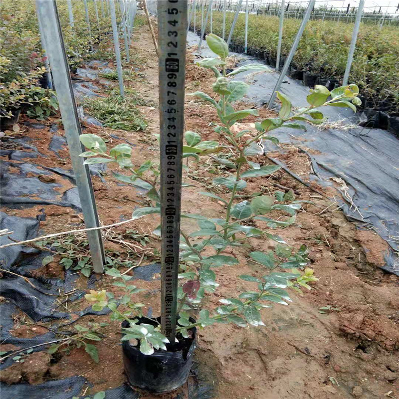 大棚奥尼尔蓝莓苗品种苗圃