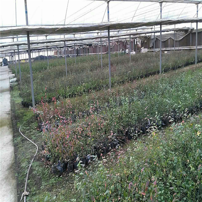 大棚奥尼尔蓝莓苗品种苗圃