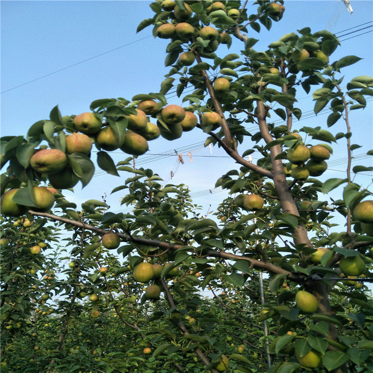 大棚新梨七號梨樹苗基地