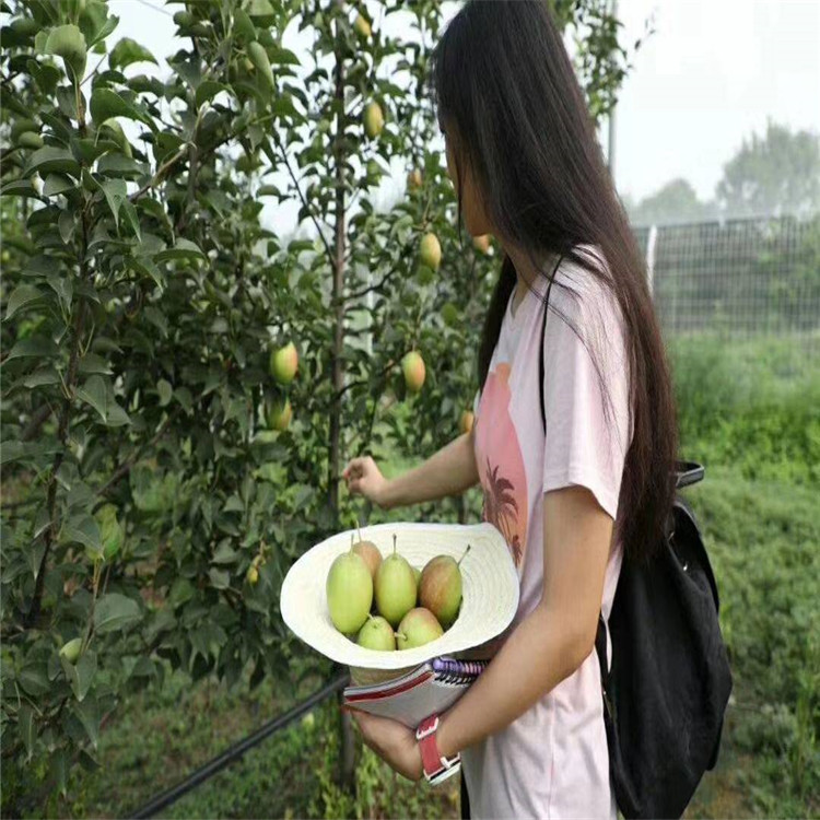 新梨七號梨樹苗繁育基地